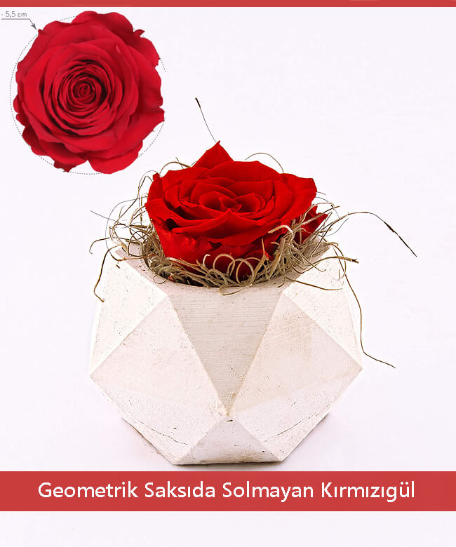 Geometrik_saksida_solmayan_kirmizigul.jpg